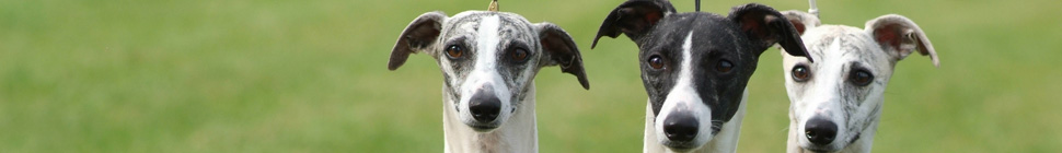 German-Whippet-Trophy 11.12 header image 1