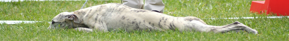 German-Whippet-Trophy 11.12 header image 2