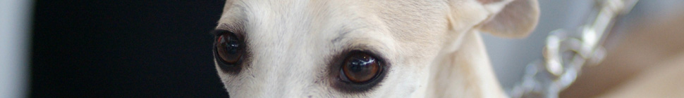 German-Whippet-Trophy 11.12 header image 4